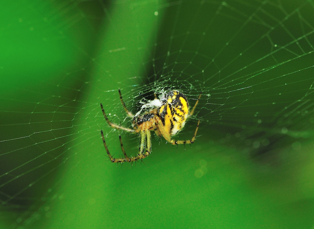 Mangora acalypha